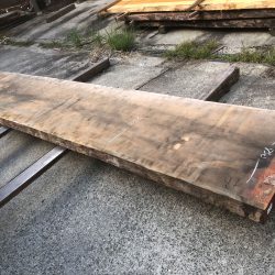 アメリカンブラックチェリーACH128