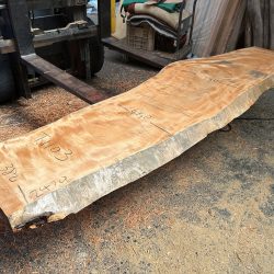 栃の木一枚板ｔ1103