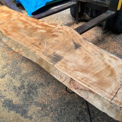 栃の木一枚板ｔ1103