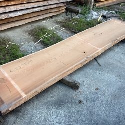 アメリカンブラックチェリーACH123