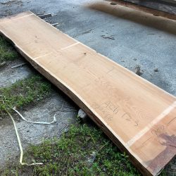 アメリカンブラックチェリーACH123