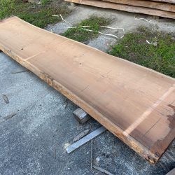 アメリカンブラックチェリーACH123