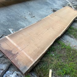 アメリカンブラックチェリーACH123