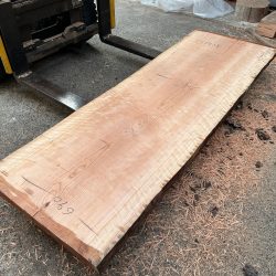 アメリカンブラックチェリーACH132