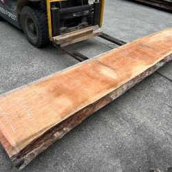 アメリカンブラックチェリー一枚板ACH140