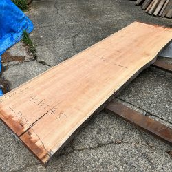 アメリカンブラックチェリーACH145