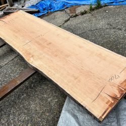 アメリカンブラックチェリーACH145