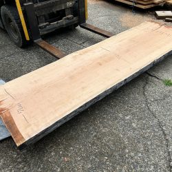 アメリカンブラックチェリーACH145