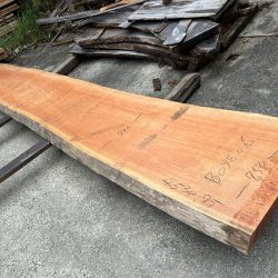 アフリカンチェリーBOSE06