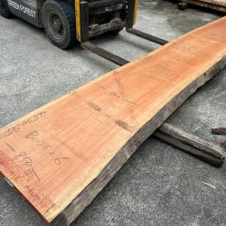 アフリカンチェリーBOSE06