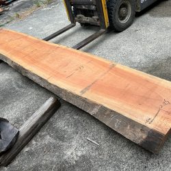 アフリカンチェリーBOSE06