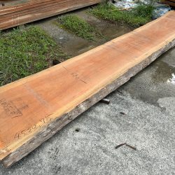 アフリカンチェリーBOSE07