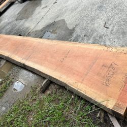 アフリカンチェリーBOSE07