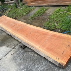 アフリカンチェリーBOSE07