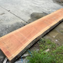 アフリカンチェリーBOSE07